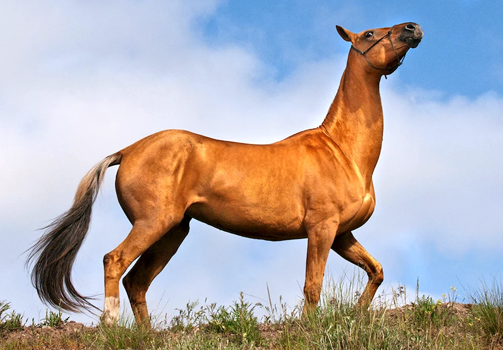 Bulan Akhal-Teke-Pferd