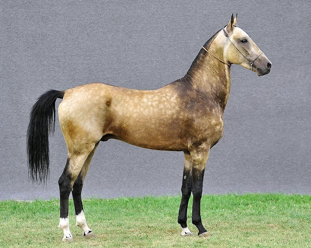 Akhal-Teke-Pferderasse