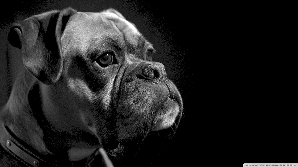 Bulldoggenboxer