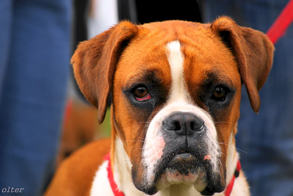 Boxer Hunderasse