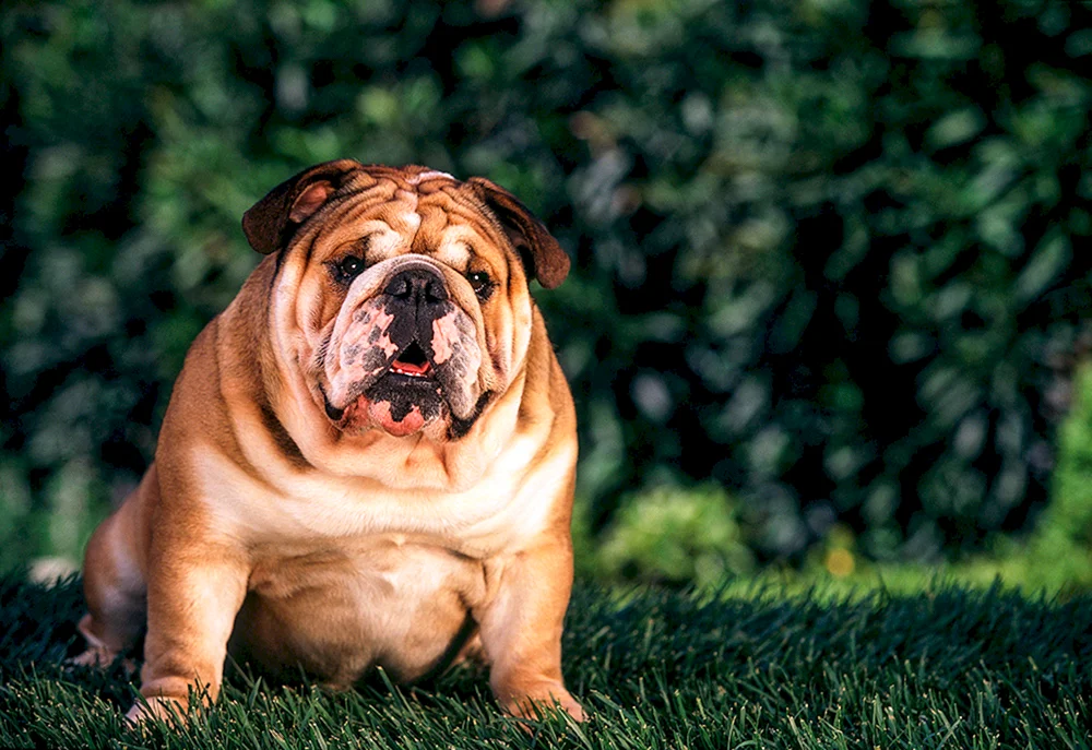 Fetteste fette Hunde