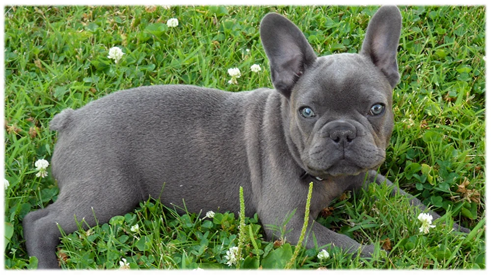 Blaue Französische Bulldogge