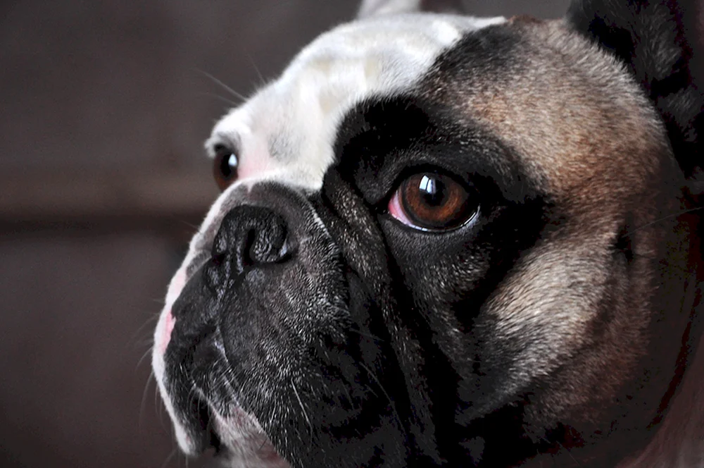 Bulldogge Mops Brabanson