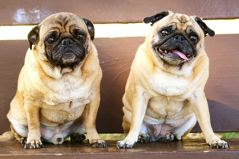 Bulldogge Mops Brabanson