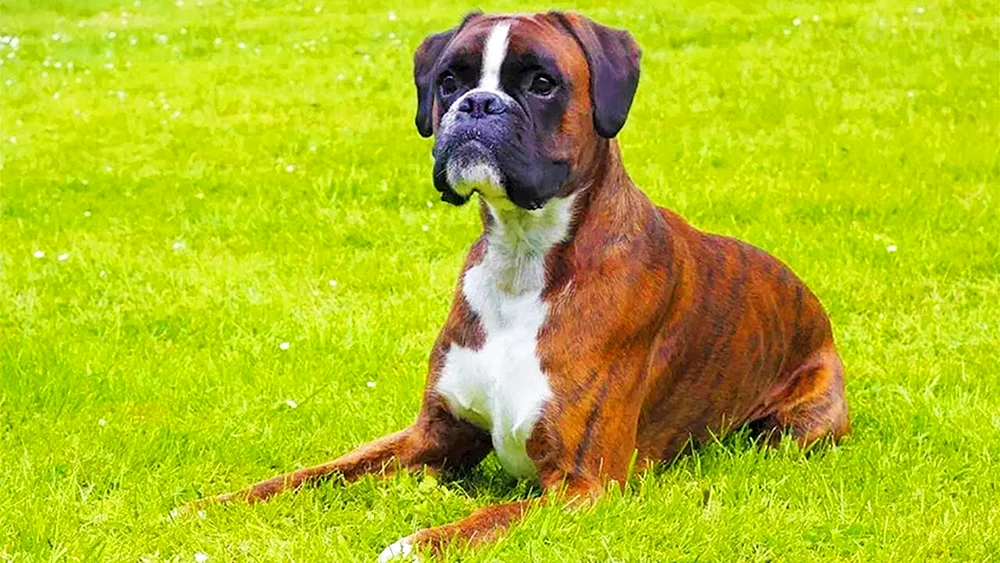 Boxer Hunderasse