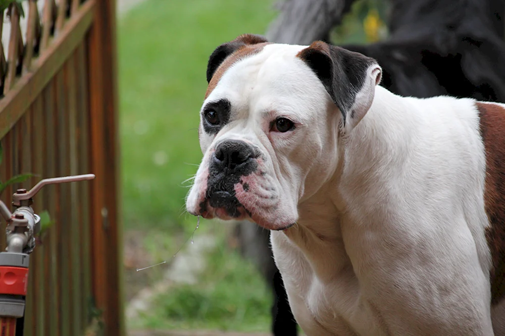 Bulldogge Deutsch und Boxer