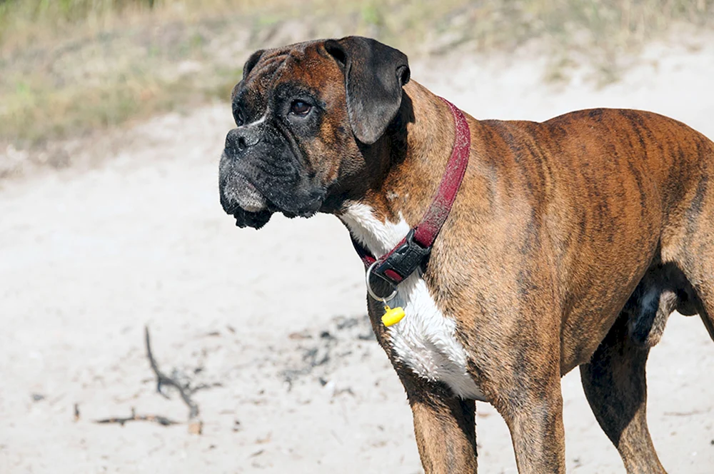 Bulldogge Deutsch und Boxer