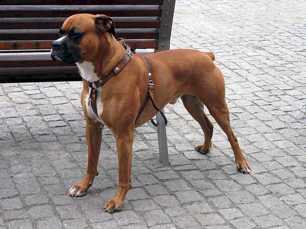 Boxer Hunderasse
