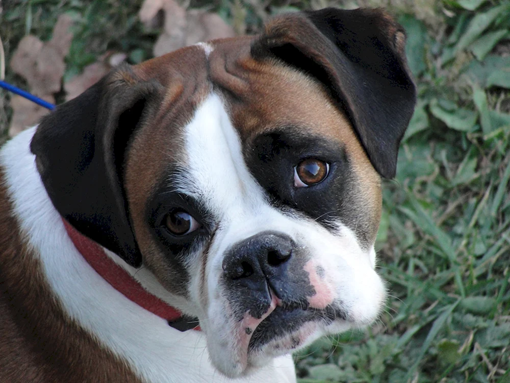 Bulldogge Deutsch und Boxer Deutsch und Boxer