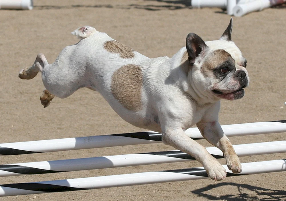 Bulldogge mit Schwanz