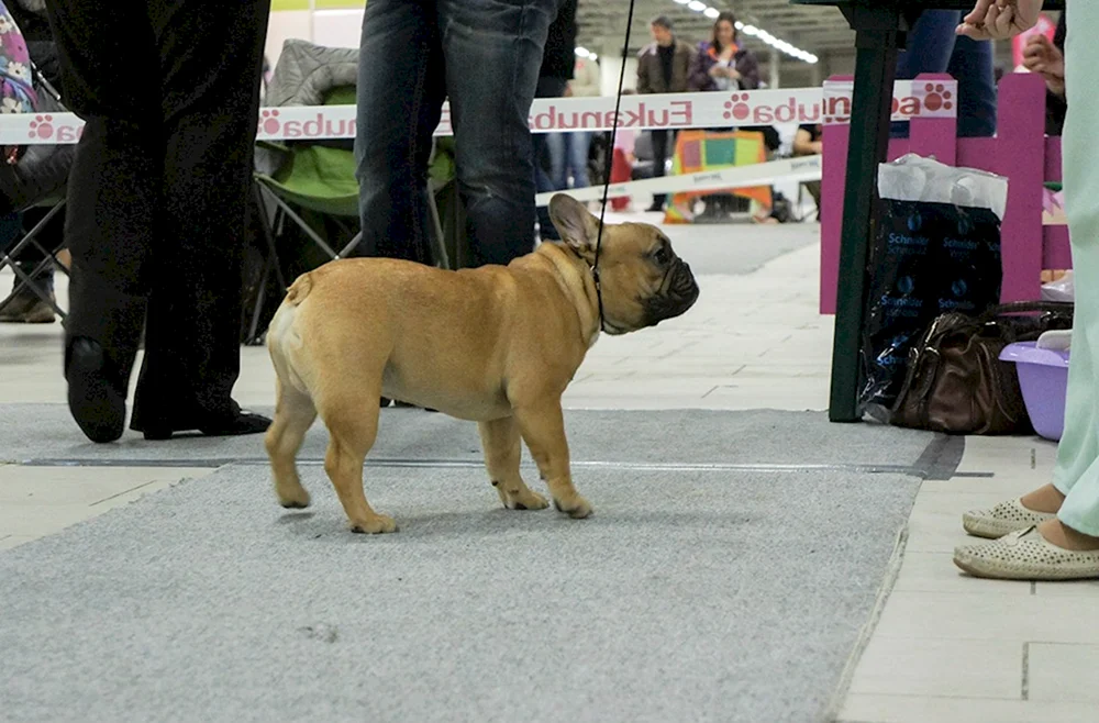 Französische Bulldogge Ohren sind zurückgekauft