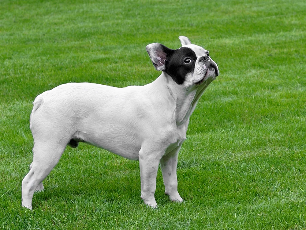 Französische Bulldogge Albino