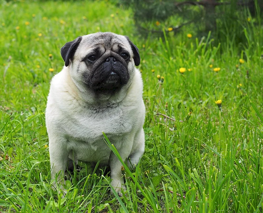 Bulldogge Mops