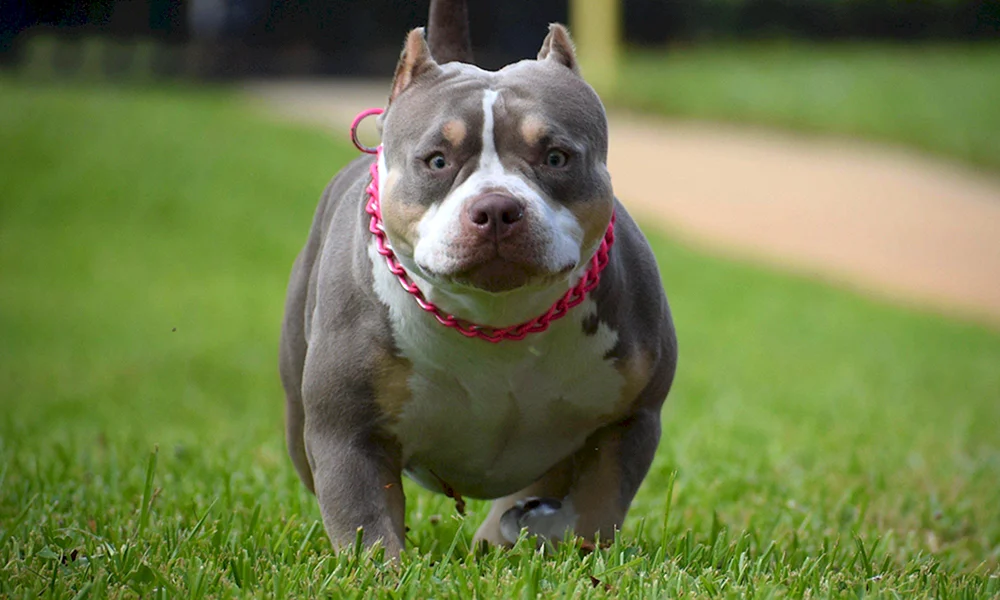 Micro Bullie