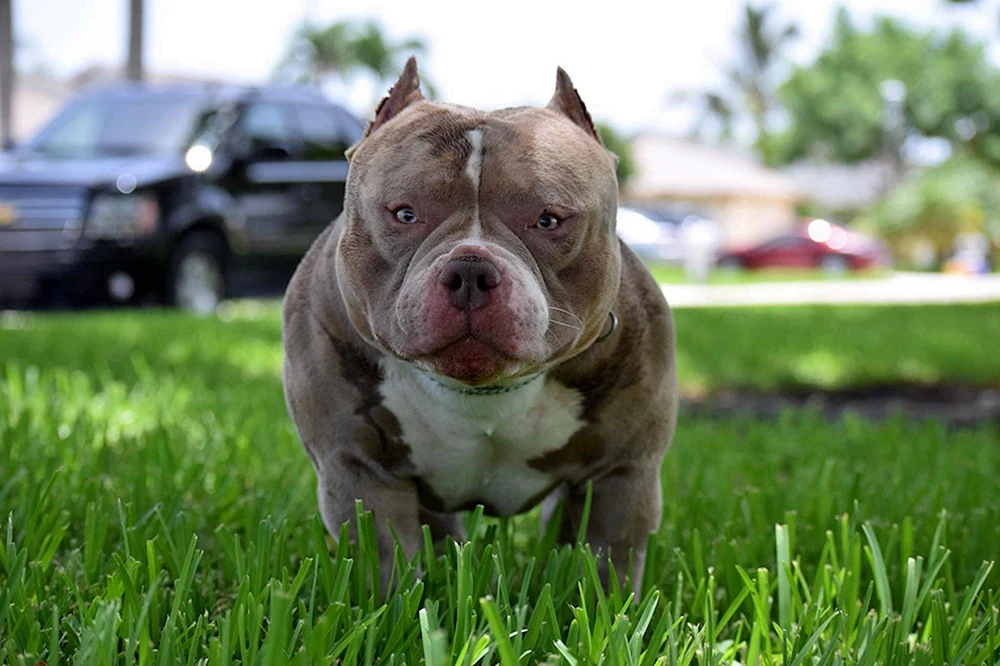 Bullie