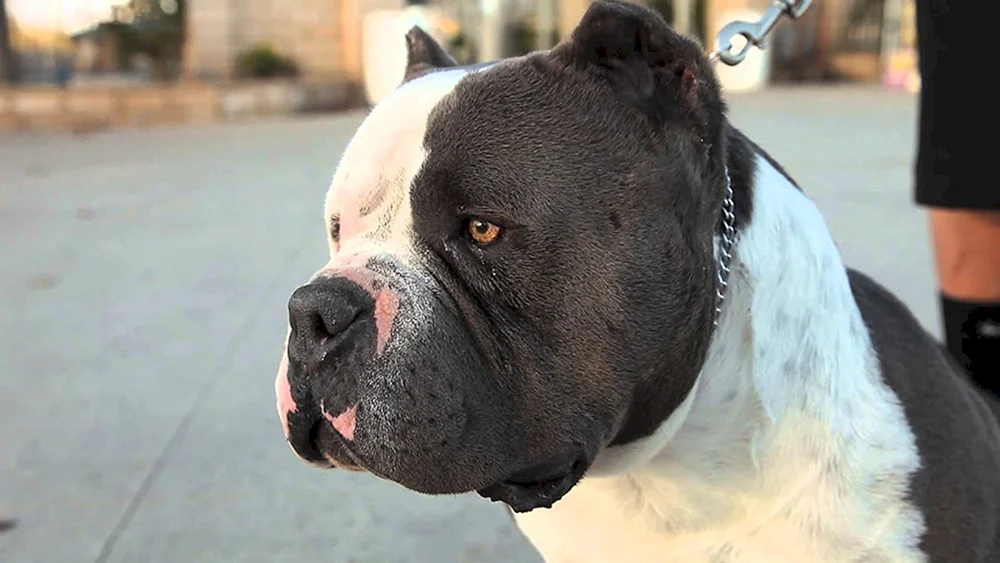 Bandog Terrier.