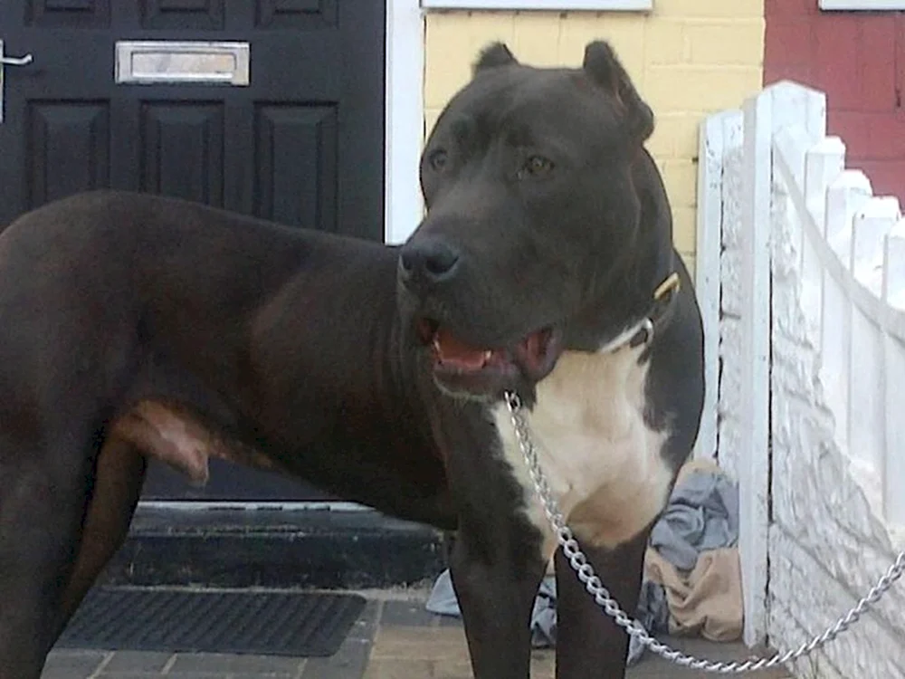 Pakistanischer Bulli Kutta