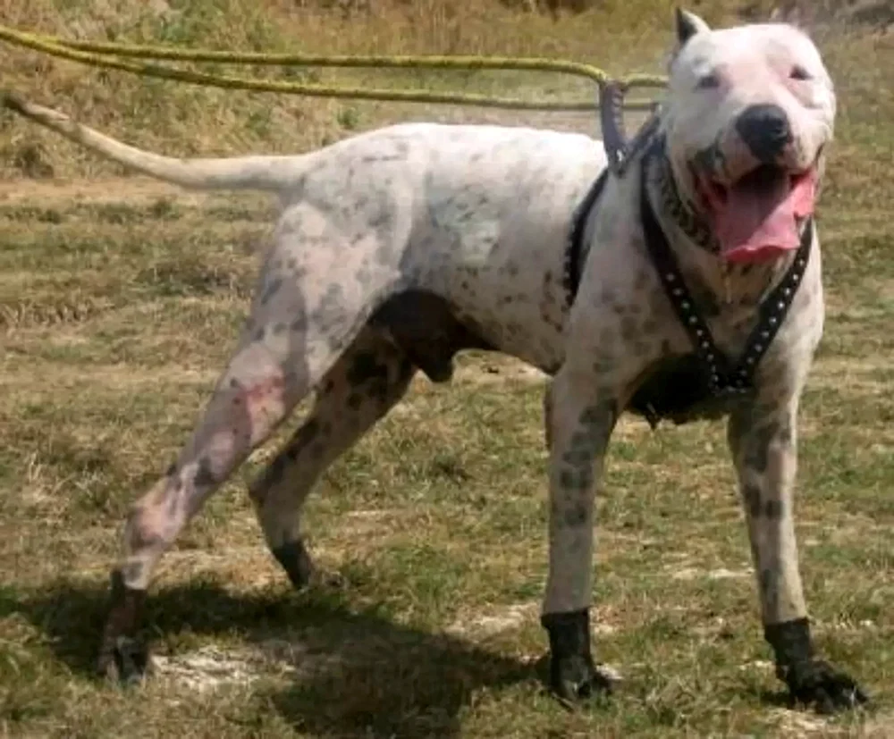 Bulli Kutta Pakistani Mastiff