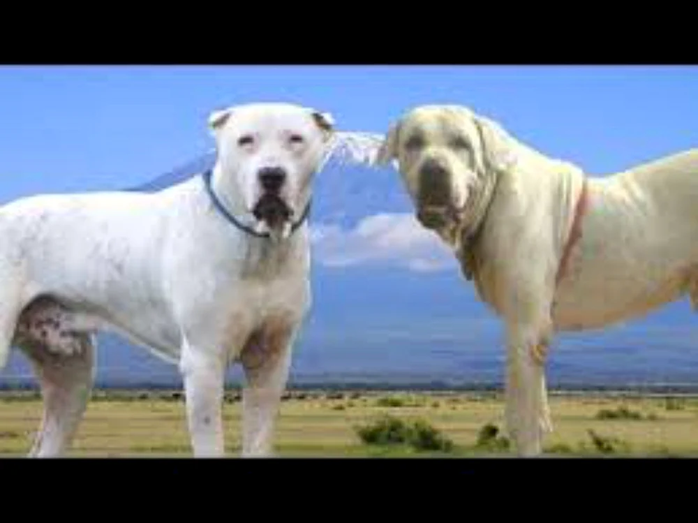 Bully Kutta Hunderasse