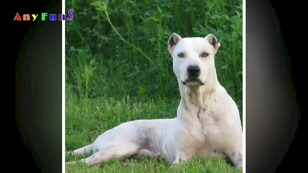 Bulli Kutta Pakistani Mastiff