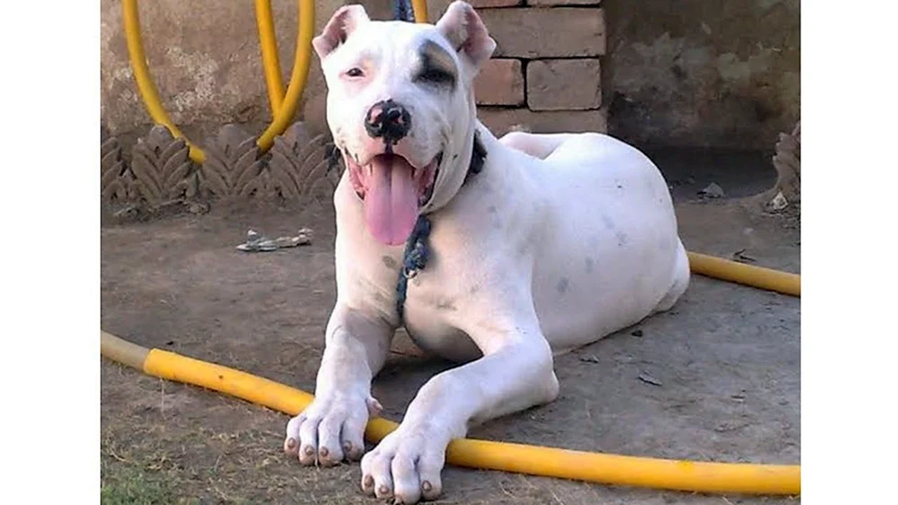 Bulli Kutta Hund