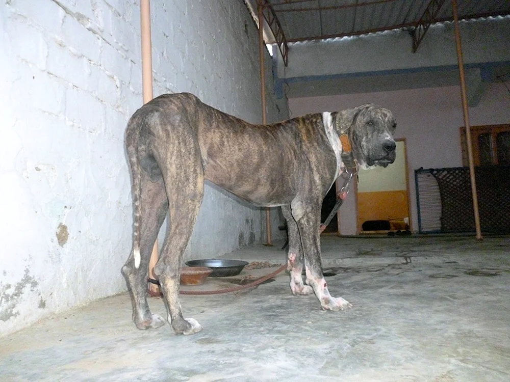 Bulli Coutta Hunderasse