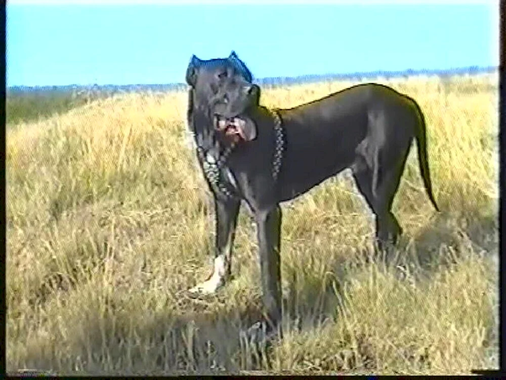 Argentinischer Staffordshire Terrier