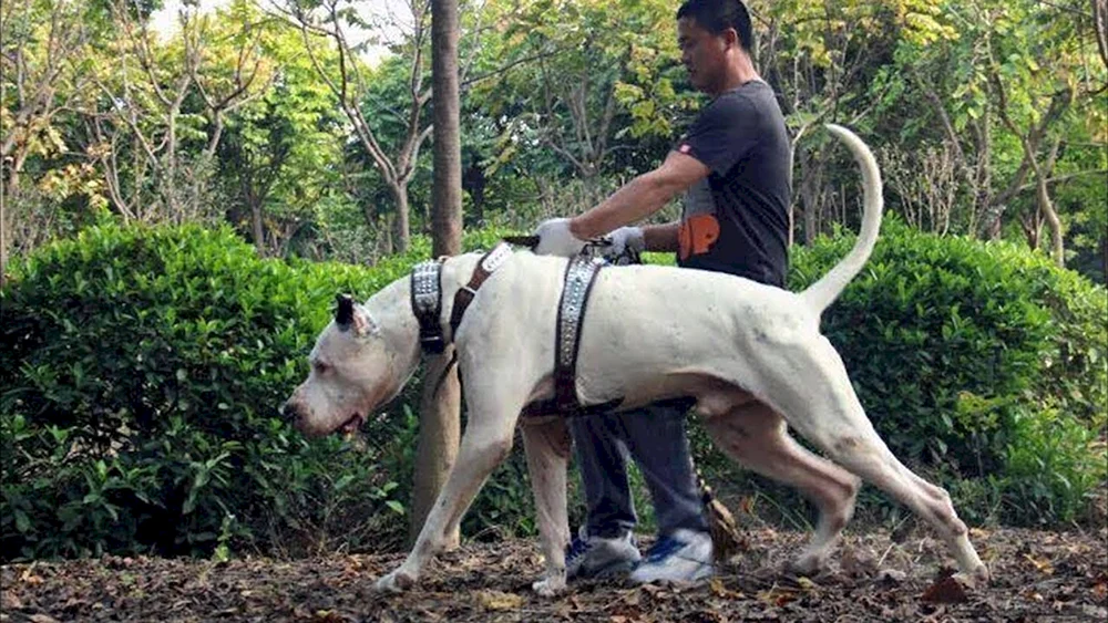 Bulli Kutta Hund