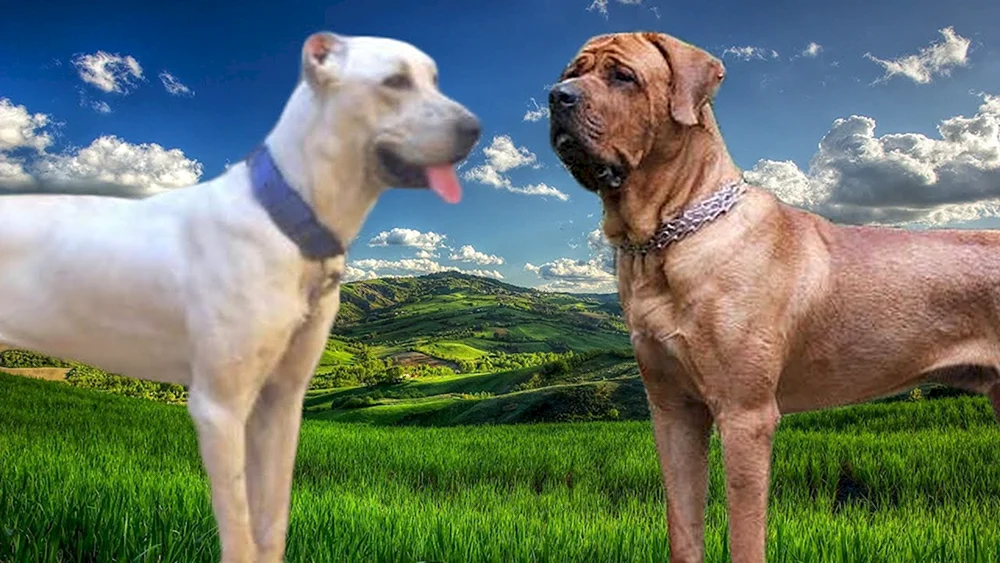 Bulli Coutta Hunderasse. Argentinischer Hund
