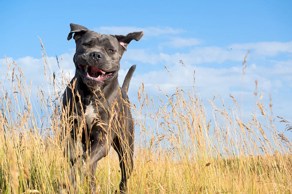 Bully Kutta Hund