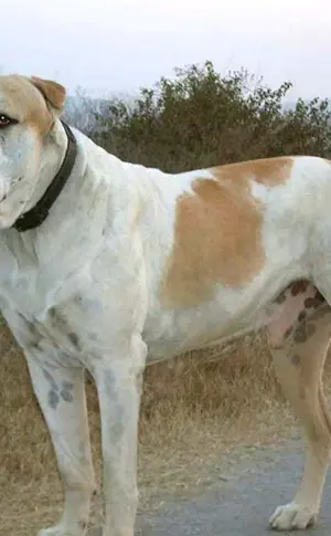 Bulli Kutta Hund