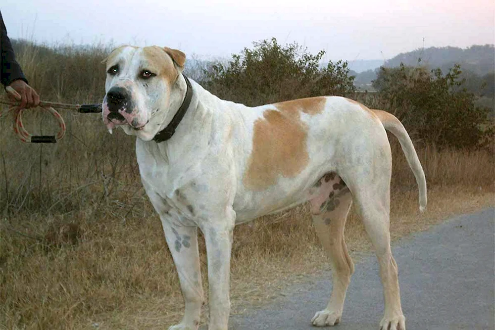 Bulli Kutta Hund