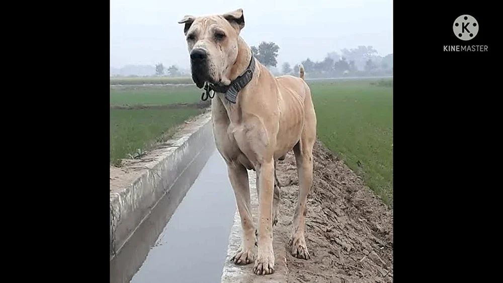 Bulli Kutta Hund