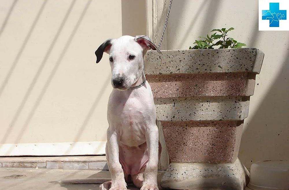 Bulli Kutta Hund. Bulli Coutta