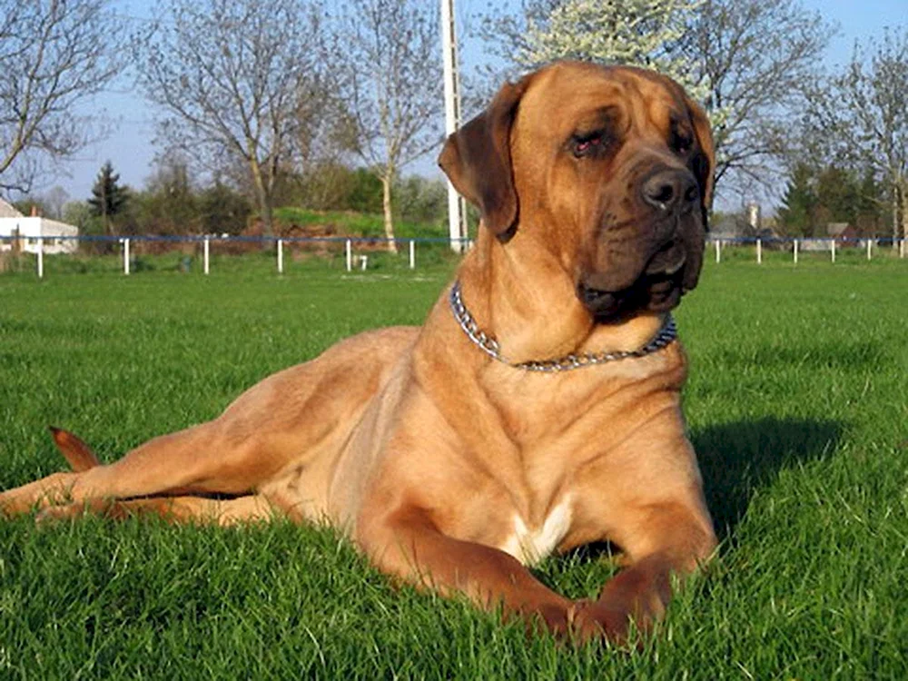 Bulli Coutta Hund