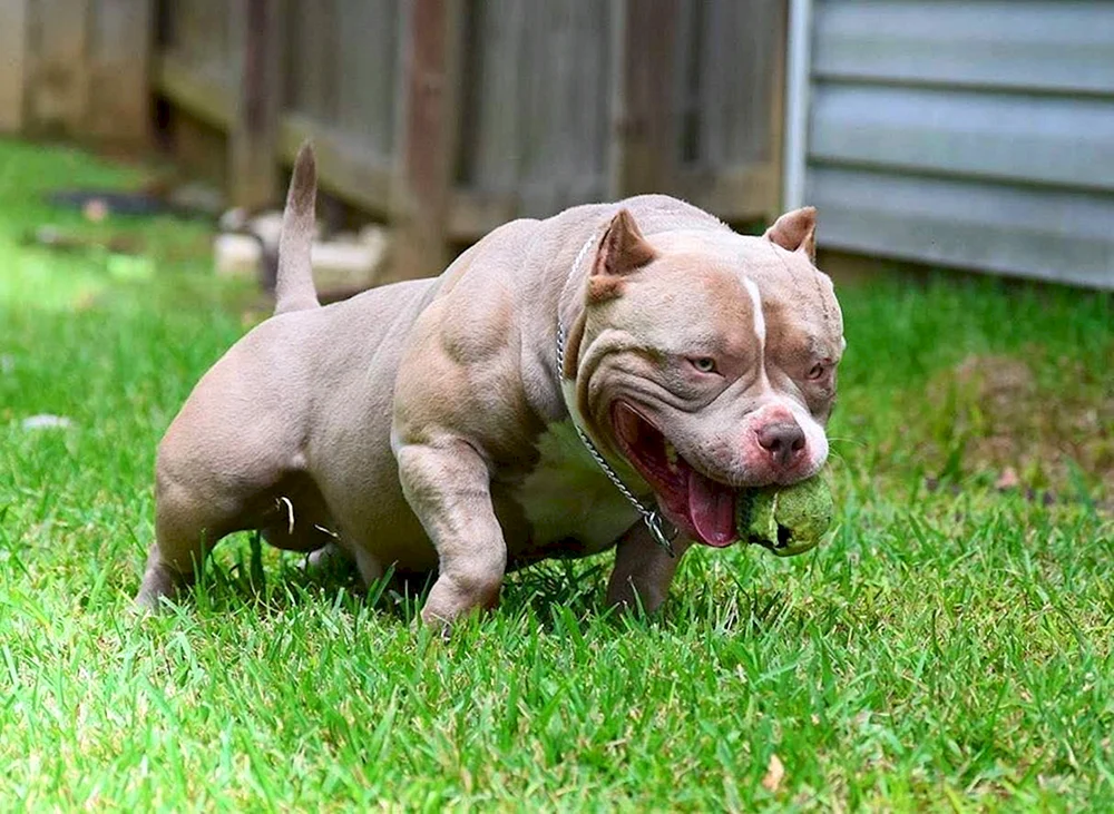 Amerikanischer Bullie Micro Bullie