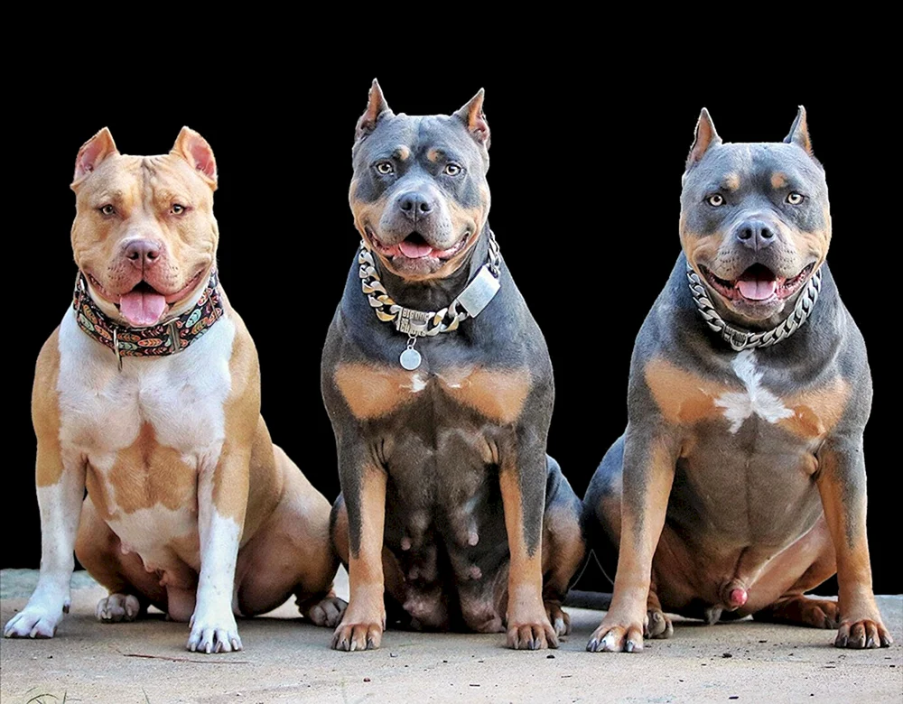 Bull Terrier