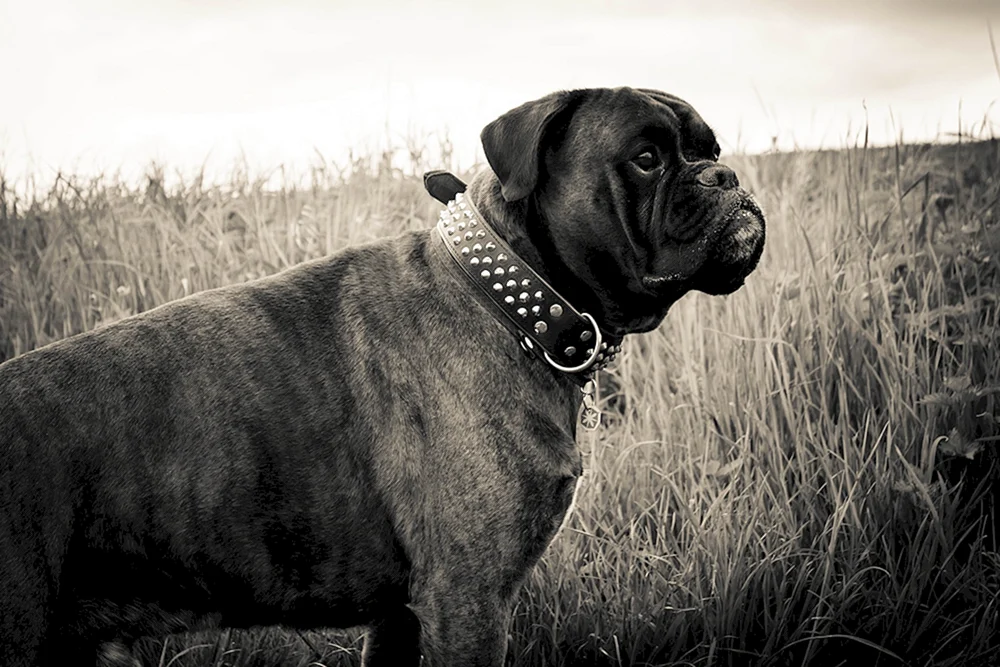 Bulmastiff schwarz