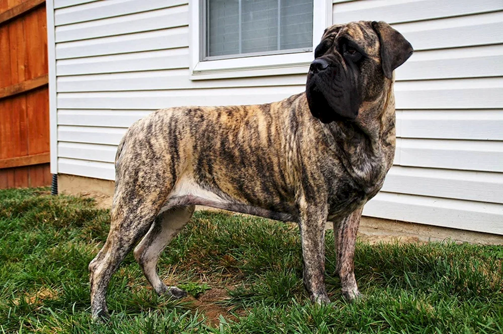 Cane Corso Tiger Cai Ken