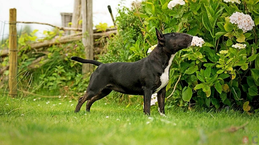 Schwarzer Bull Terrier