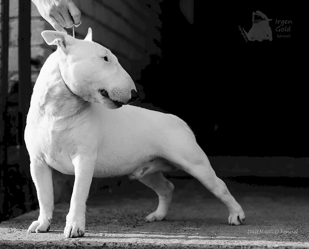 Bullterrier