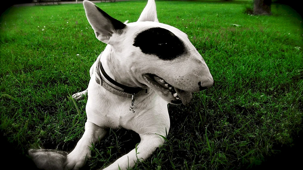 Gehäuteter Bullterrier