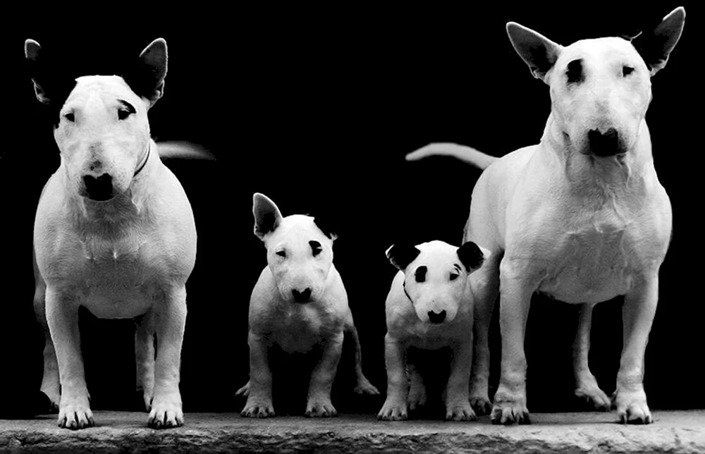 Bullterrier