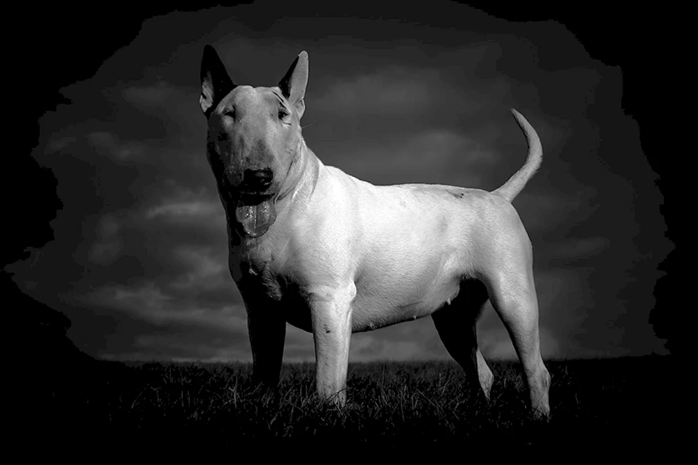 Bullterrier