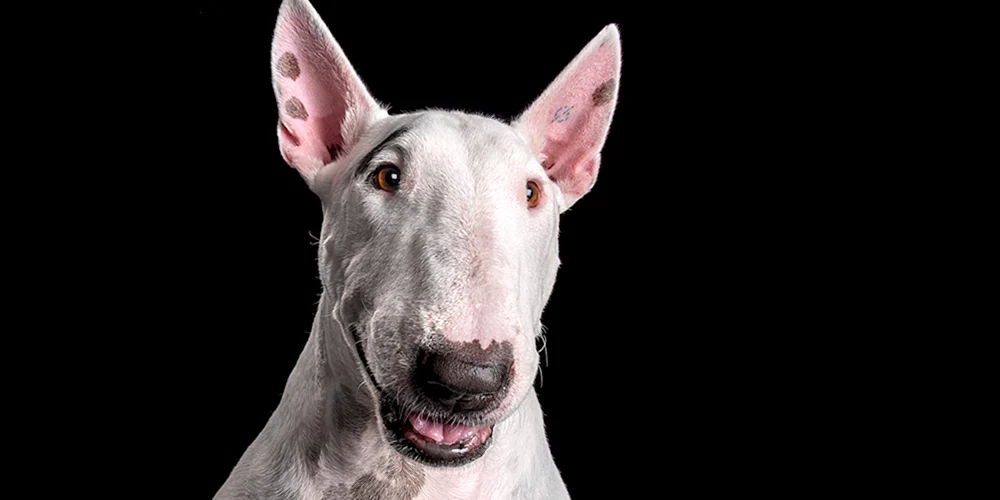 Bullterrier