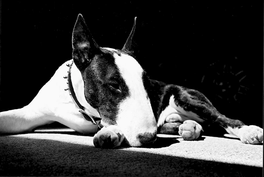 Bullterrier