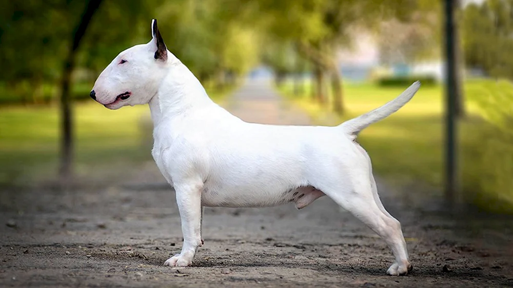 Bullterrier