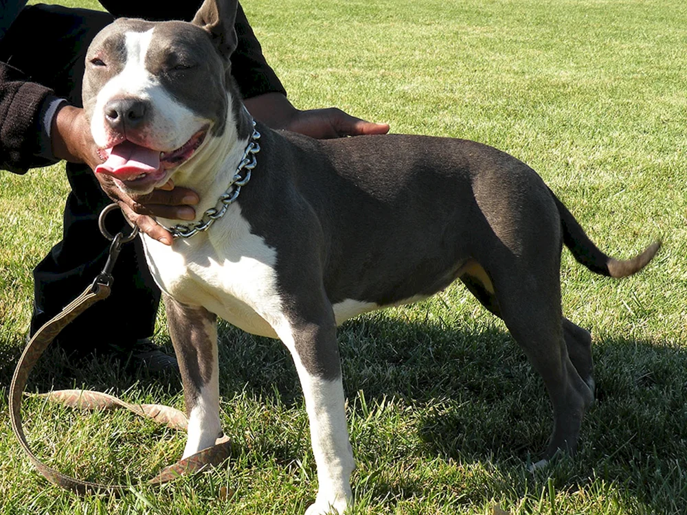Amerikanischer Pit Bullie