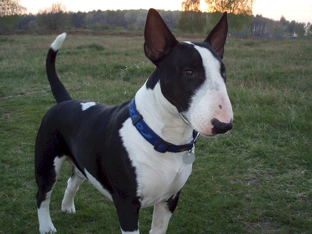 Bulterrier