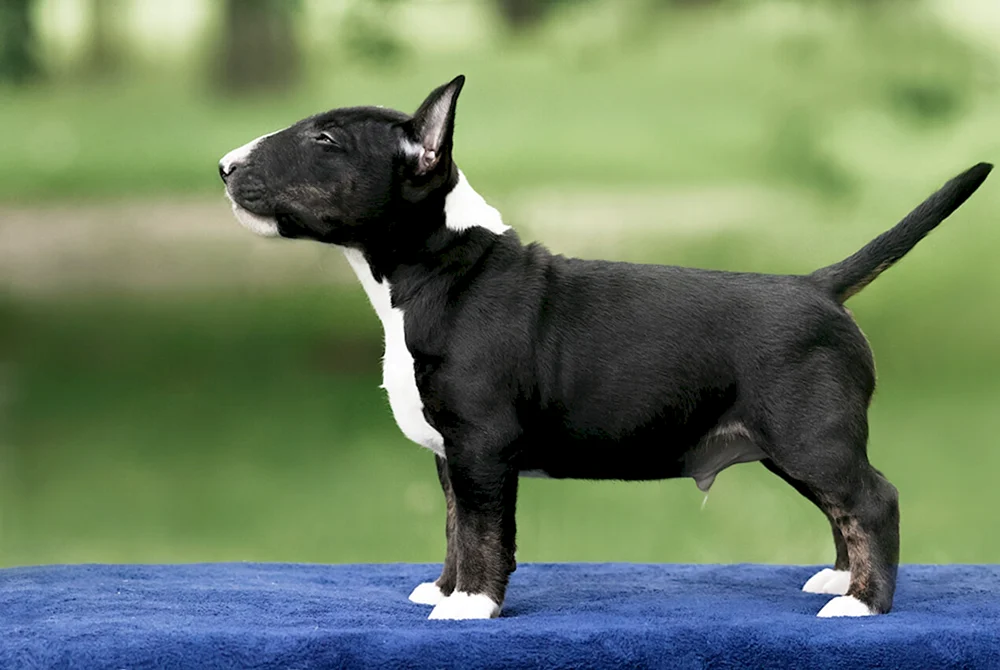 Schwarzer Bull Terrier Dwarf